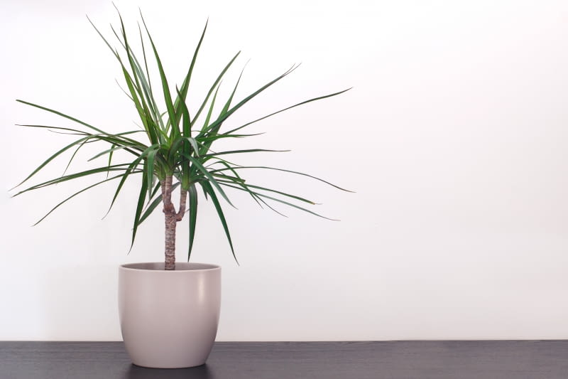 Dracena Dracena