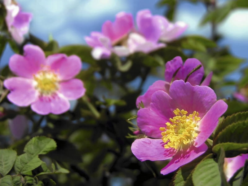 Róża dzika kwitnie obficie w maju i czerwcu