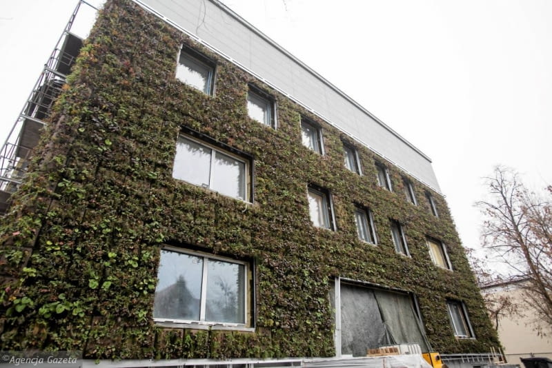 Na warszawskim Wierzbnie trwa modernizacja przedwojennej willi. I nie byłoby w tym nic dziwnego gdyby nie... pionowy ogród, który wyrósł na jej ścianach. Prawdopodobnie jest to największa zielona elewacja w tej części Europy Modernizowana willa na warszawskim Wierzbnie