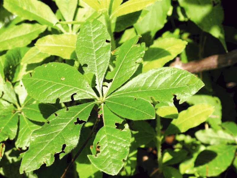 Chrząszcz opuchlak truskawkowca zjada liście azalii