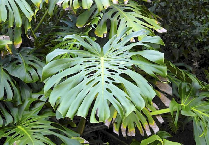 Monstera dziurawa. Rośliny doniczkowe Monstera dziurawa. Rośliny doniczkowe