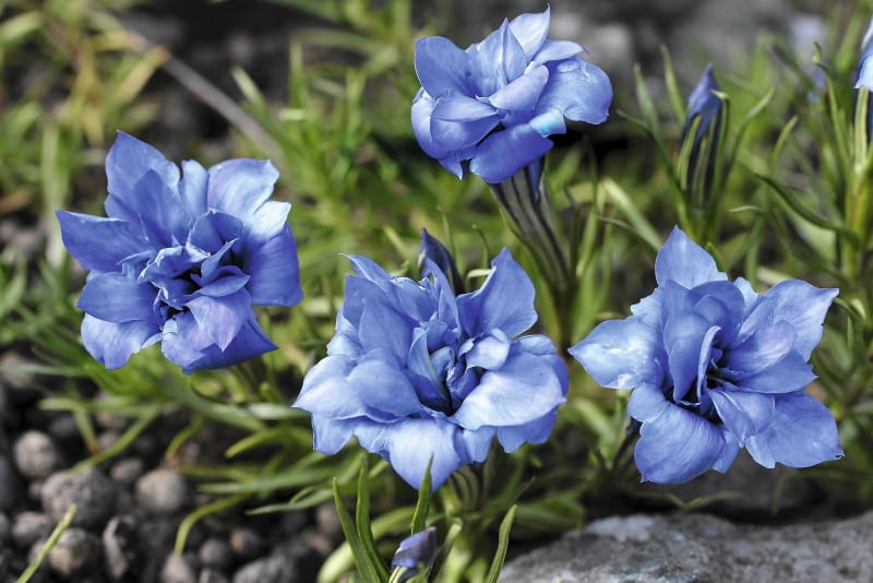 'EUGENS ALLERBESTER' (odmiana mieszańcowa) 'EUGENS ALLERBESTER' (odmiana mieszańcowa)