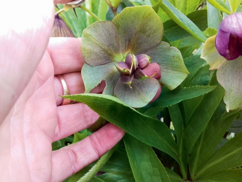 'Pink Lady' 'Pink Lady'
