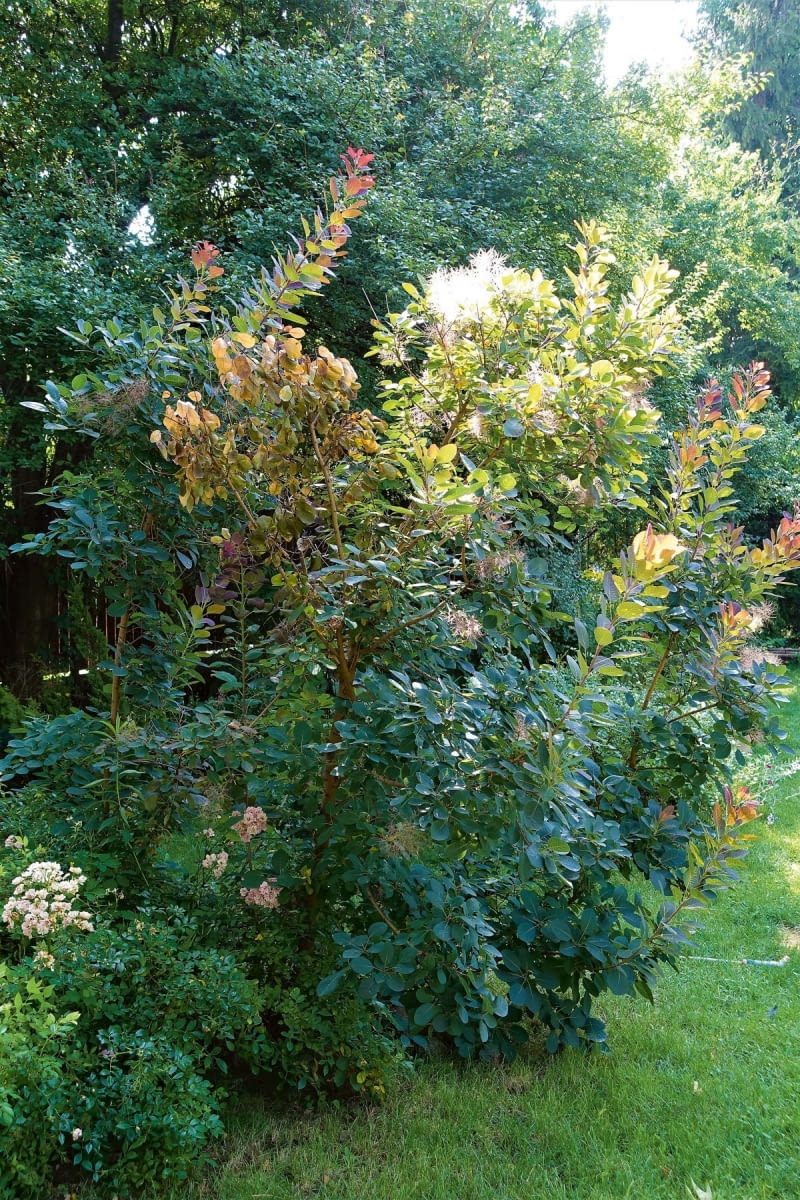 22609535 https bi