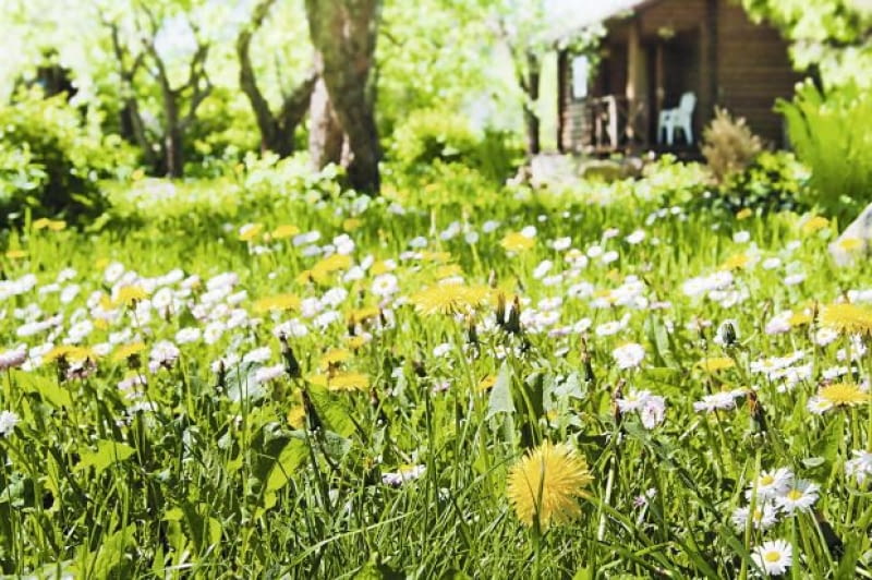 Ogród naturlany. Jeśli nie zniszczymy środowiska, w miejscu słonecznym zobaczymy łąkę pełną ziół Ogród naturlany. Jeśli nie zniszczymy środowiska, w miejscu słonecznym zobaczymy łąkę pełną ziół