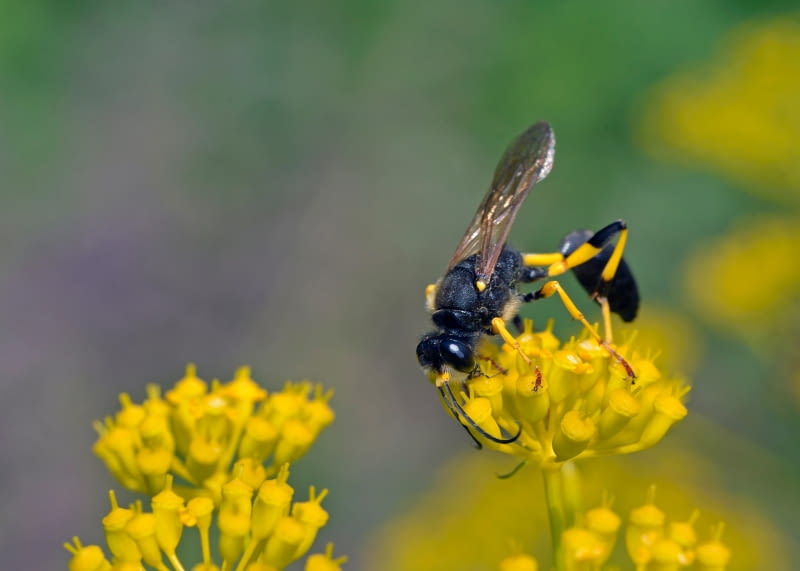 Gliniarz naścienny (Sceliphron destillatorium)