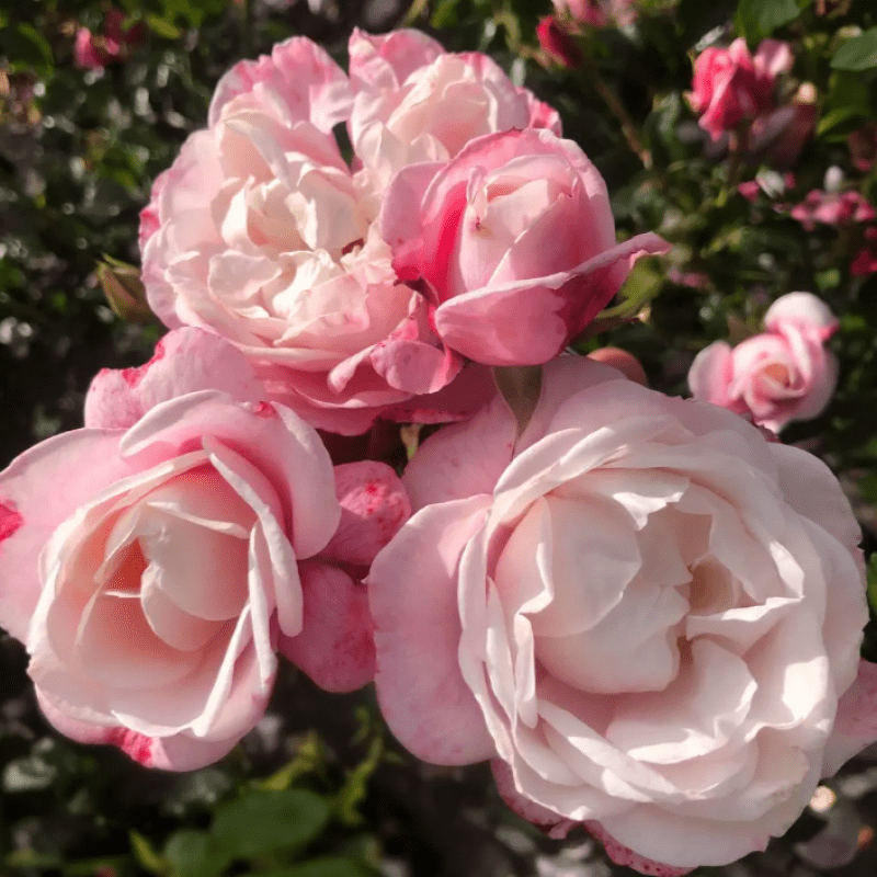 Róża ‘Zelmani’s Dream®’ hod. W. Kordes’ Söhne 2024