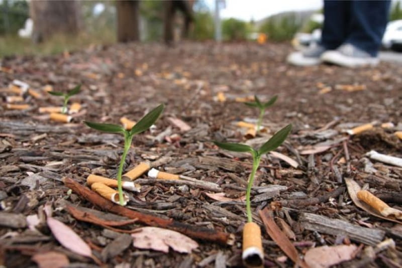 Cigg Seeds; proj. Ben Forman Cigg Seeds, Ben Forman, niedopałki, ekodesign