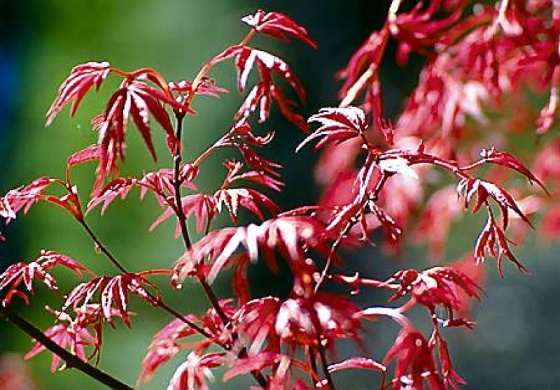 Klon palmowy, odmiana 'Shindeshojo'