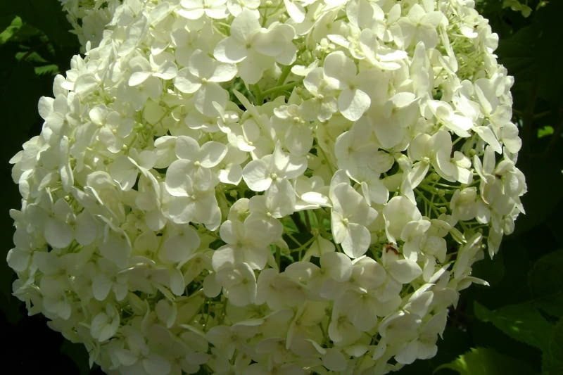 Hortensja drzewiasta 'Anabelle' Hortensja drzewiasta 'Anabelle'