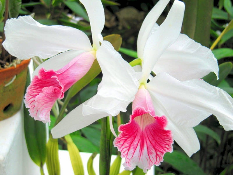 Storczyk katleja. Kwiaty doniczkowe RIO DE JANEIRO , OGROD BOTANICZNY - ROSLINY TROPIKALNE - KATLEJA , STORCZYK , KWIATY FOT. IZABELA ZAWIERUCHA PUBLIKACJA OGRODY NR 11 (151) - 11 2011