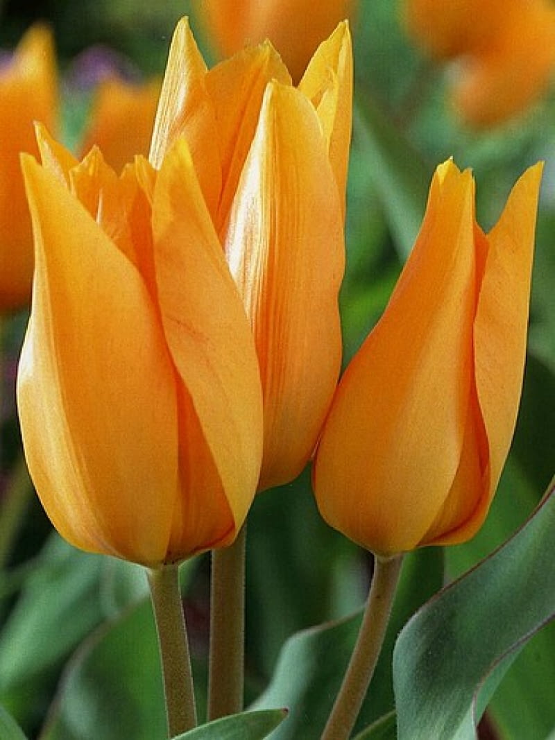 Tulipany Praestens Shogun. Kwiaty cebulowe Tulipan Praestens Shogun. Rośliny cebulowe