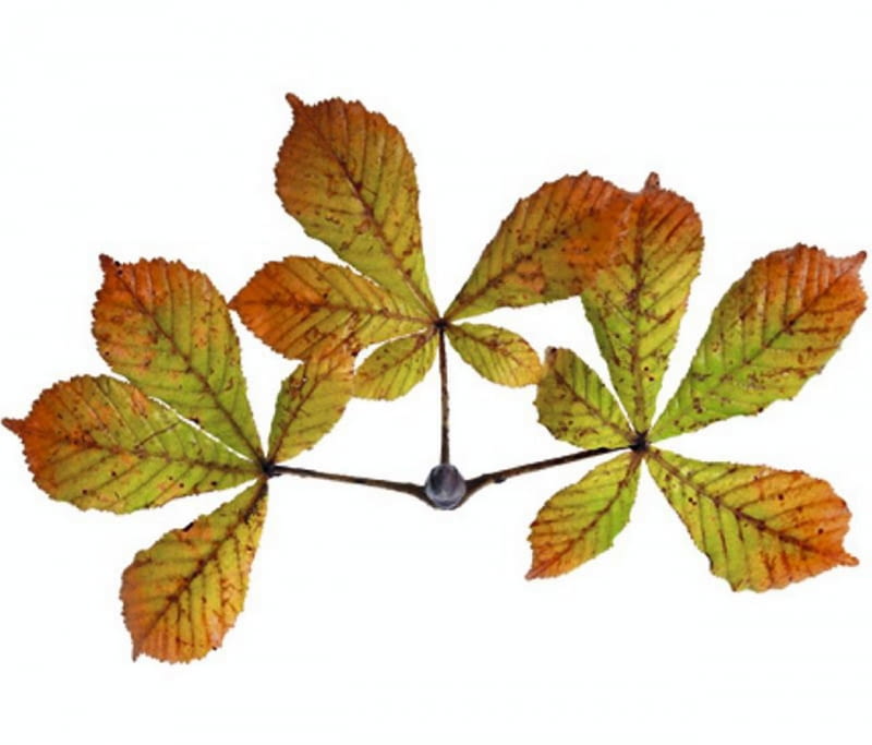 Liście kasztanowców trzeba starannie wygrabić i spakować w szczelne worki - do spalenia