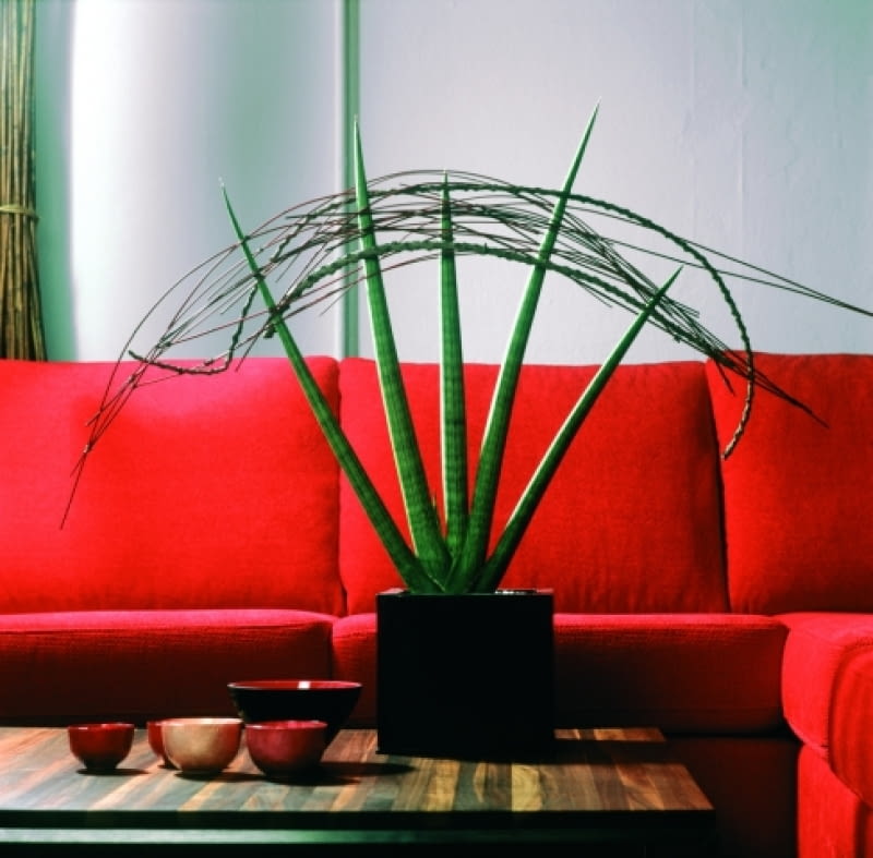 Kwiaty doniczkowe dla zapracowanych - Sansewieria (Sansevieria) Kwiaty doniczkowe dla zapracowanych - Sansewieria (Sansevieria)
