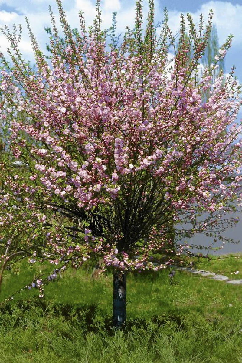 Migdałek szczepiony na pniu. Krzewy ozdobne ONE TIME USE ONLY DO JEDNORAZOWEGO UZYCIA MIGDALEK TROJKLAPOWY PRUNUS TRILOBA DRZEWO LISCIASTE FOT. ADAM MAROSZ SLAJD MALY PUBLIKACJA OGRODY NR 3 (71) - 3.2005 SLOWA KLUCZOWE: DRZEWA KWIATY ROSLINY