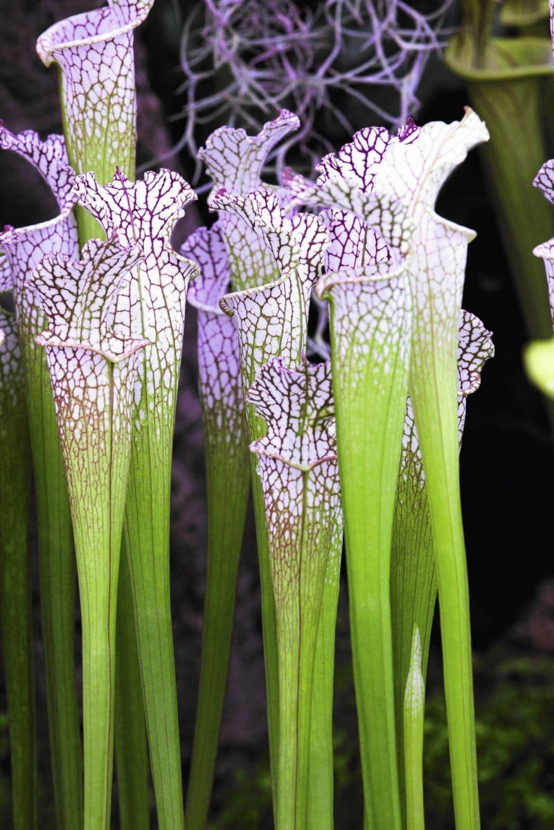 SMUKŁE KIELICHY - PUŁAPKI KAPTURNICY BIAŁOLISTNEJ (S. leucophylla) mogą osiągać nawet metr wysokości. SLOWA KLUCZOWE: Sarracenia leucophylla