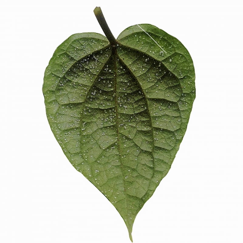 Malutkie kuleczki na spodzie liści pieprzu są objawem srebrzystości fizjologicznej.