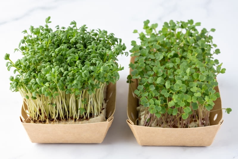 Rzerzucha na wielkanoc