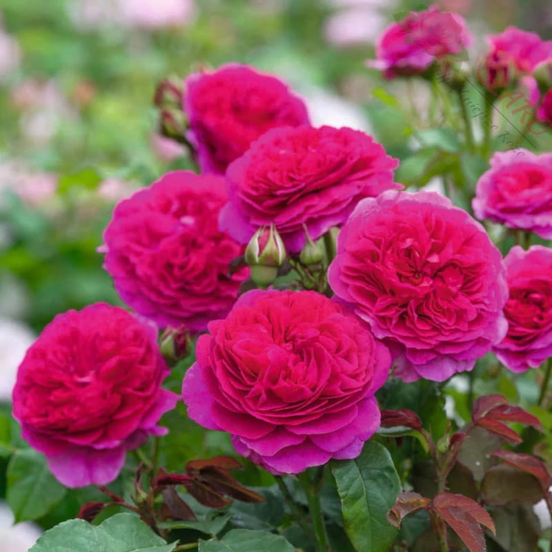 Róża 'Gabriel Oak®’ hod. David Austin Roses (2019) Róża 'Gabriel Oak®’ hod. David Austin Roses (2019)