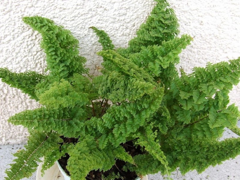 Paproć Nefrolepis wysoki 'Norwoodii' (Nephrolepis exaltata) Paproć Nefrolepis wysoki 'Norwoodii' (Nephrolepis exaltata)