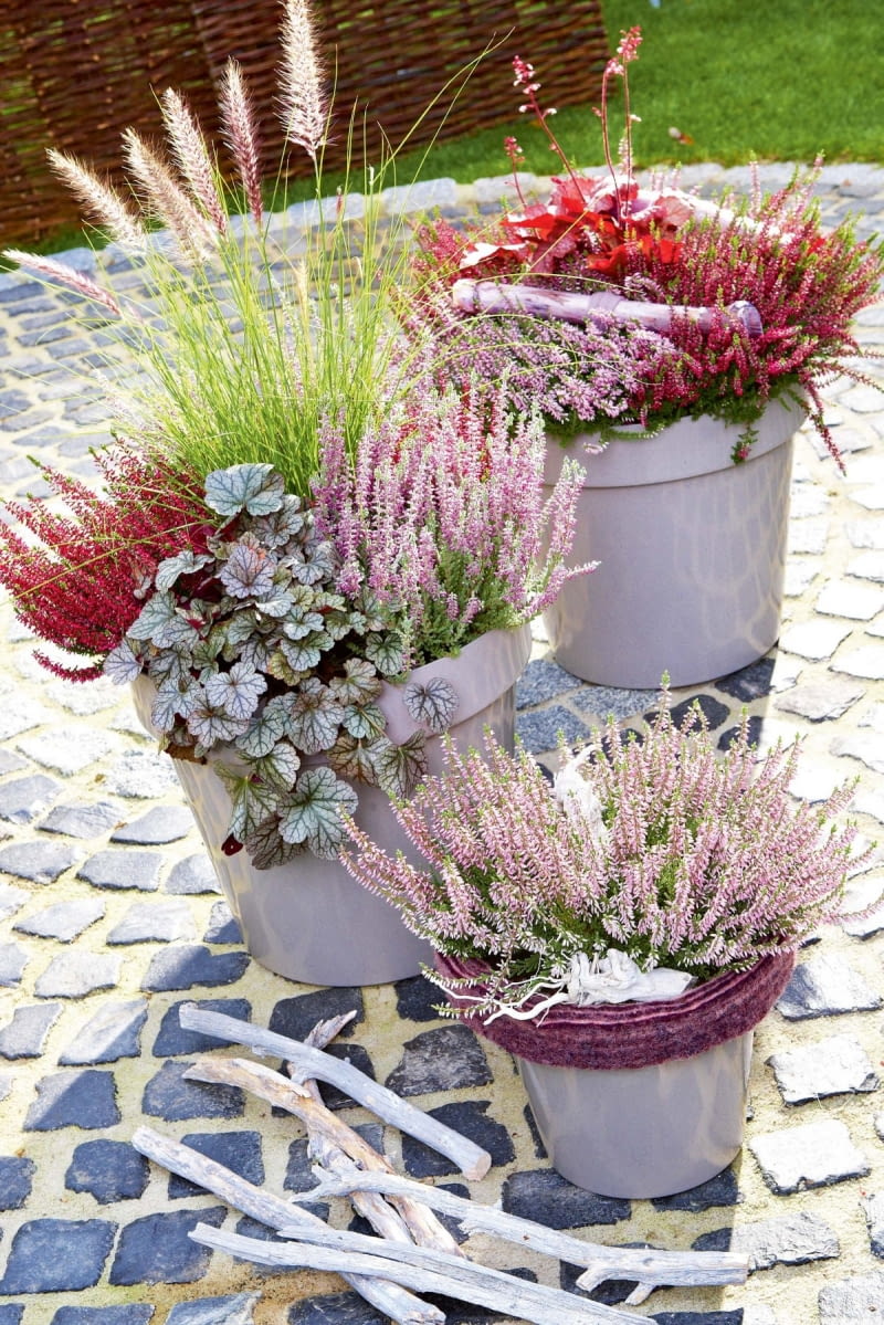TRUDNO WYOBRAZIĆ sobie jesień bez wrzosów (Calluna). W tej kompozycji zestawiono je z żurawkami (Heuchera) o ozdobnych liściach ozdobnych liściach i efektowną trawą rozplenicą. TRUDNO WYOBRAZIĆ sobie jesień bez wrzosów (Calluna). W tej kompozycji zestawiono je z żurawkami (Heuchera) o ozdobnych liściach ozdobnych liściach i efektowną trawą rozplenicą.