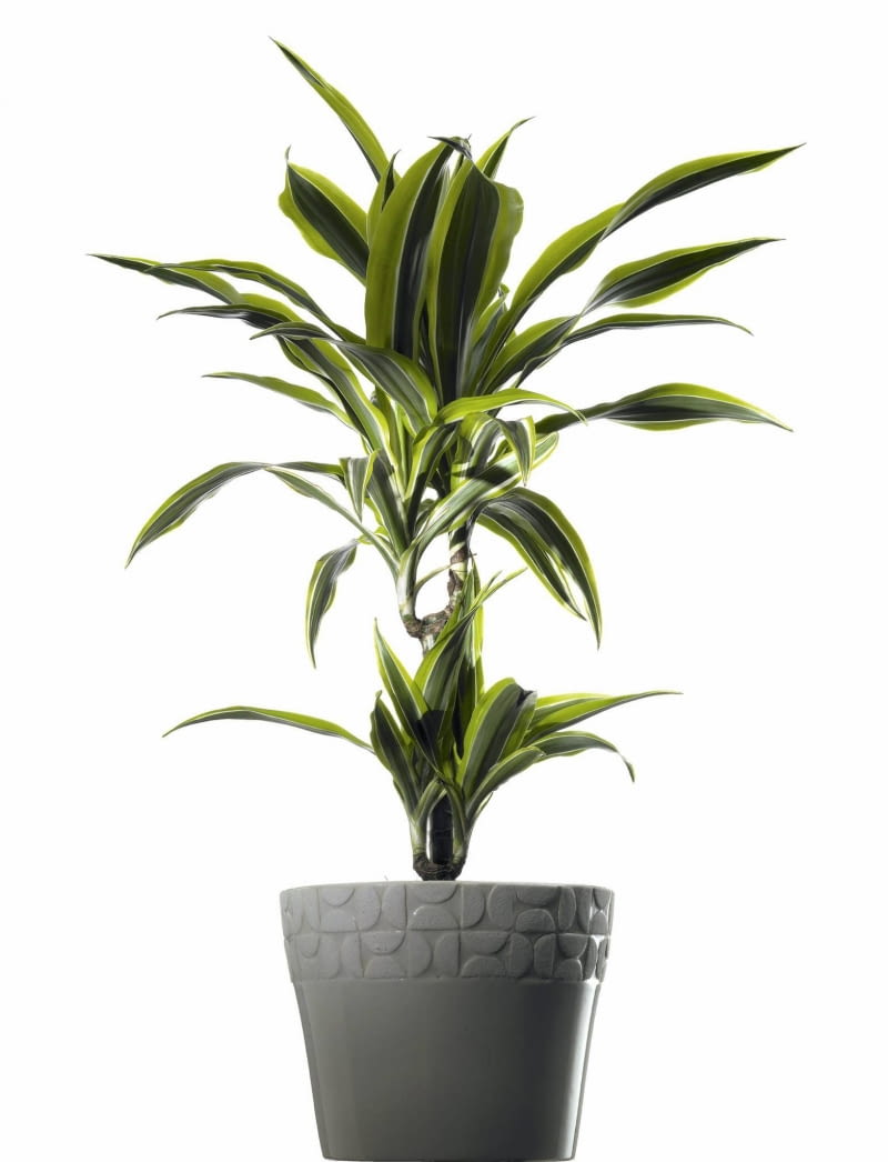 Dracena wonna występuje w kilku atrakcyjnych odmianach o barwnych liściach.