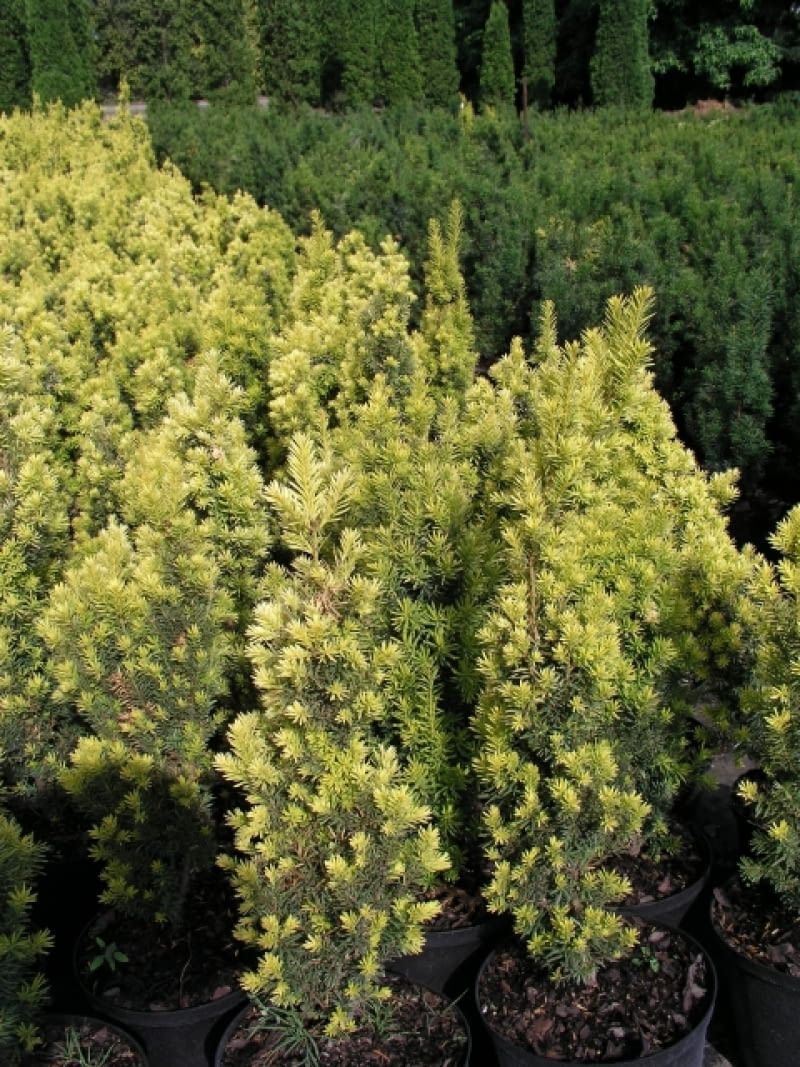 Cis pospolity (Taxus baccata) 'Fastigiata aurea' Cis pospolity (Taxus baccata) 'Fastigiata aurea'