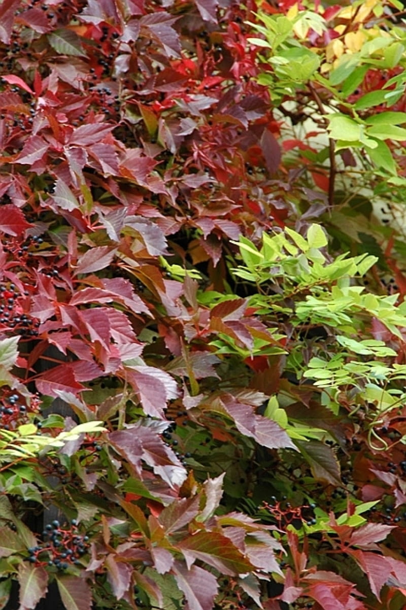 Winobluszcz pięciolistkowy odmiana murowa (Parthenocissus quinquefolia var. murorum) Winobluszcz pięciolistkowy odmiana murowa (Parthenocissus quinquefolia var. murorum)