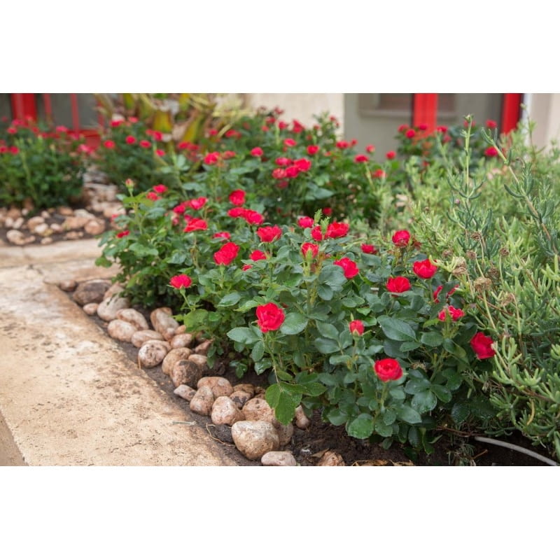 Róża ‘ZEPETI®’ syn. Meibenbino hod. Meilland Róża ‘ZEPETI®’ syn. Meibenbino hod. Meilland