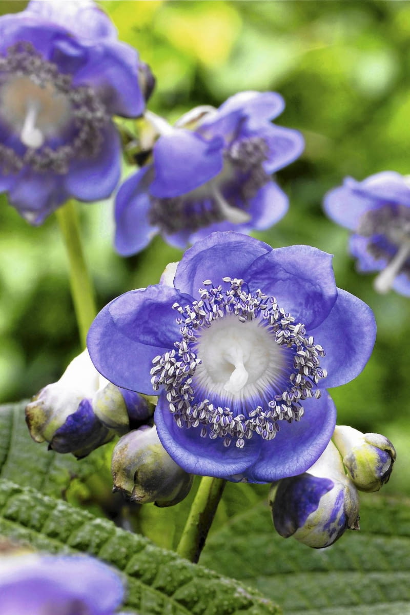 Deinanthe Caerulea 'Blue Wonder' 01A95P8U - Deinanthe caerulea