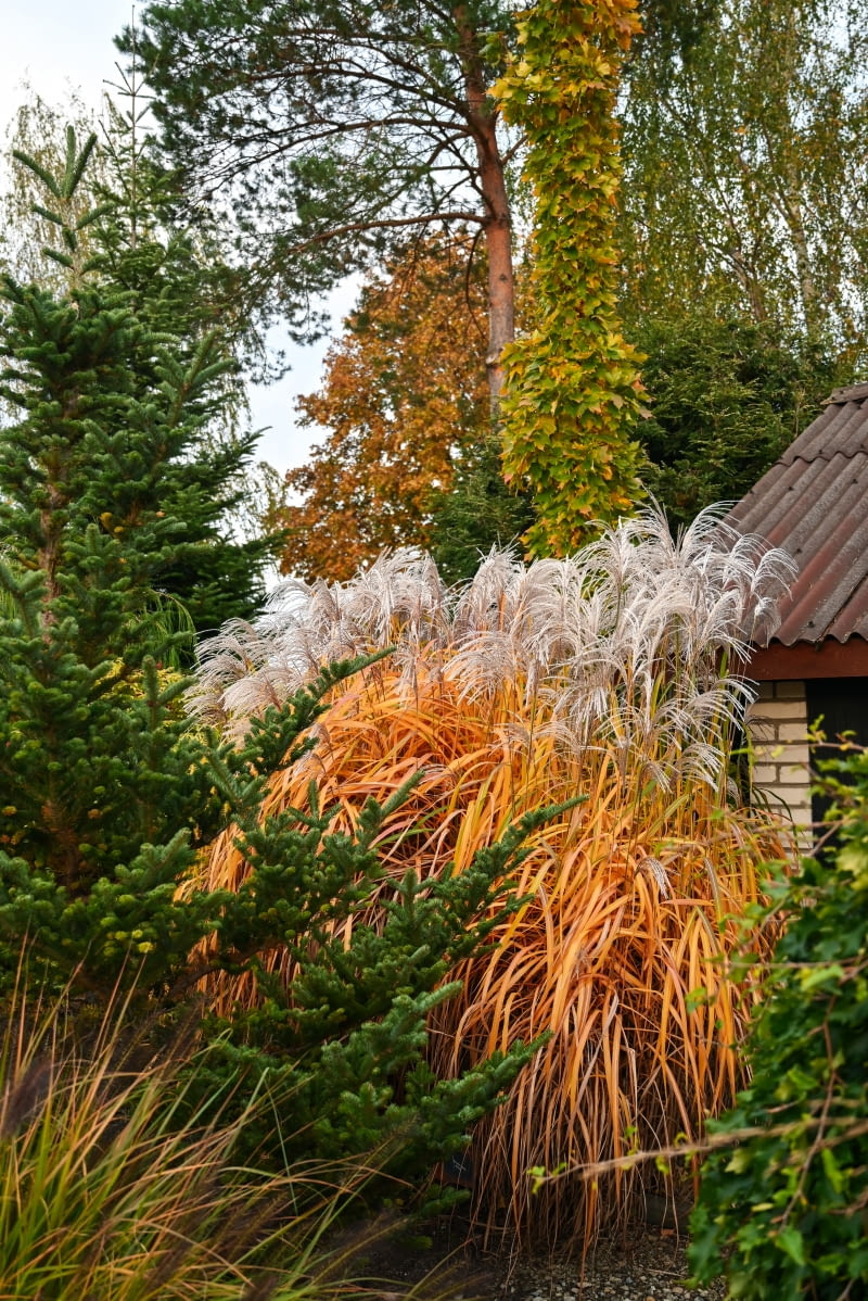 Miscanthus sinensis 'Memory' Miscanthus sinensis 'Memory'