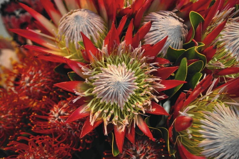 protea królewska protea królewska