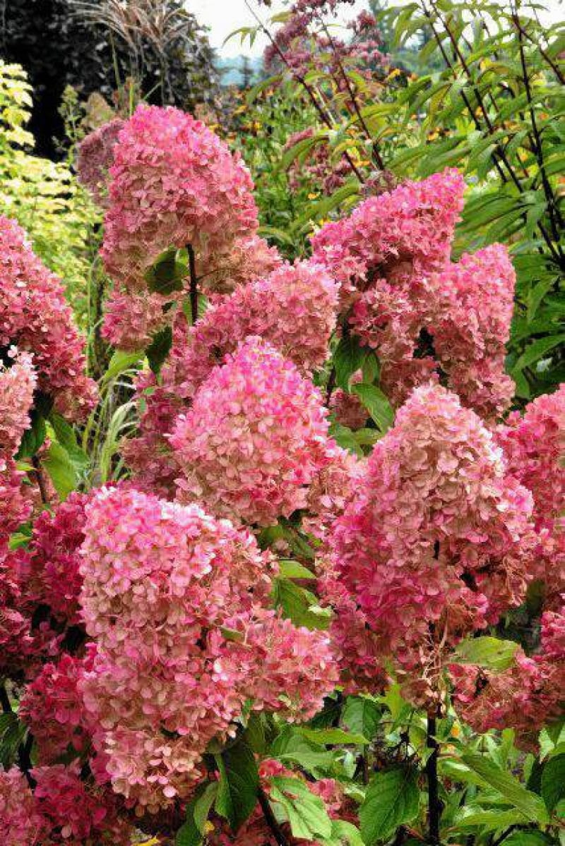 Odmiana VANILLE FRAISE została wprowadzona przez Jeana Renault i wprowadzona do handlu przez Pepinieres Renaulta w Grron (Francja) w 2005 r.