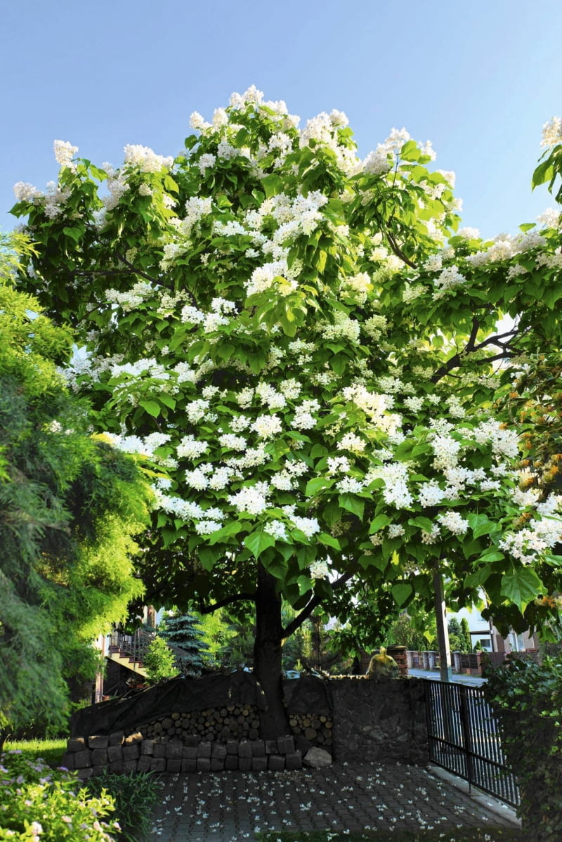Kwitnąca surmia, często zwana też katalpą, jest wspaniałą ozdobą każdego ogrodu (tutaj Catalpa bignonioides) Catalpa bignonioides SLOWA KLUCZOWE: Catalpa bignonioides trees deciduous large leaves bell-shaped flowers late summer long slender capsule seeds