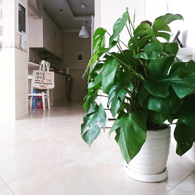 Monstera Monstera