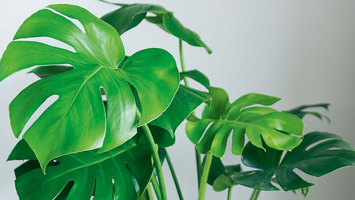 Monstera - brzowe plamy na liciach - e-ogrody - Porady