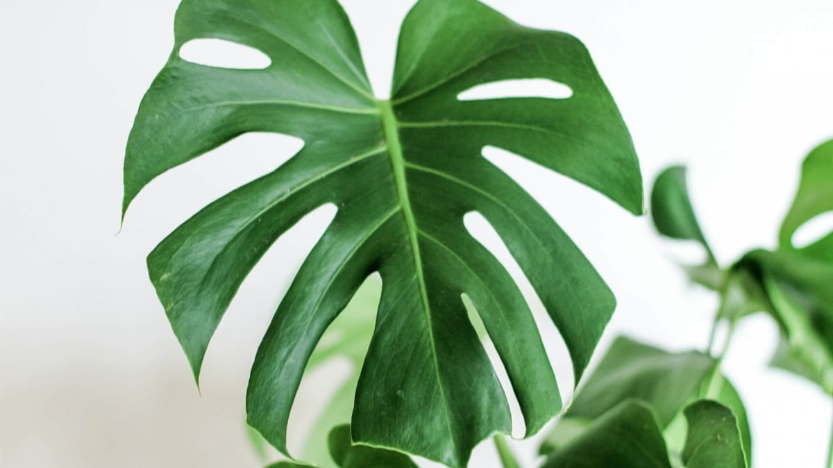 fuzzy philodendron Philodendron Fuzzy Petiole – Safa Plant Co main image 1