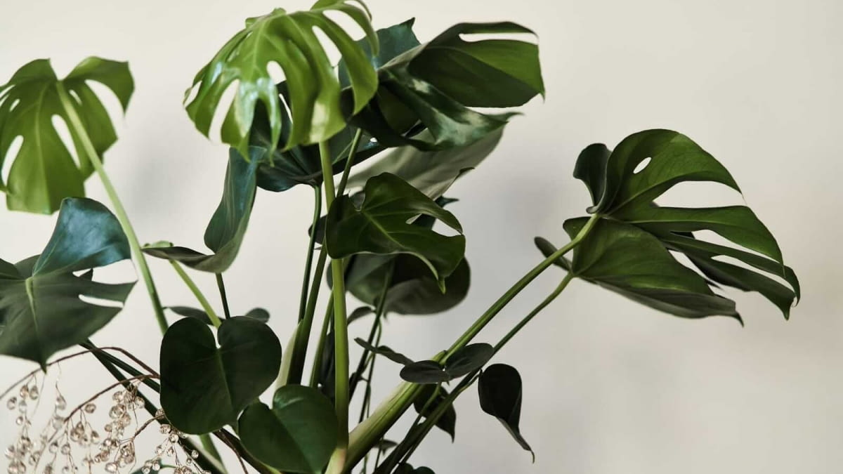 Kiedy monstera wypuszcza korzenie powietrzne? Co z nimi zrobi? - e-ogrody  - Roliny doniczkowe