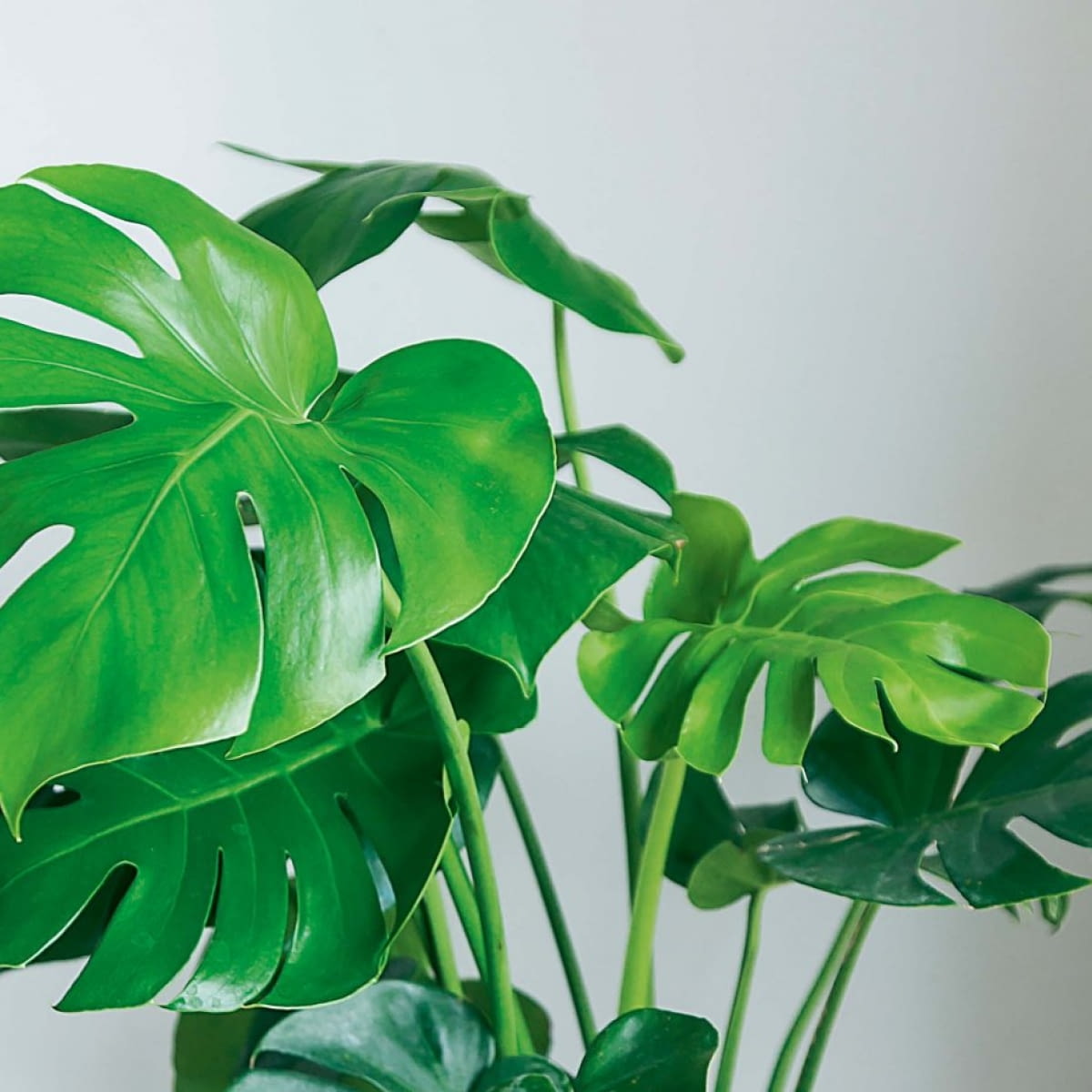 Monstera - brzowe plamy na liciach - e-ogrody - Porady