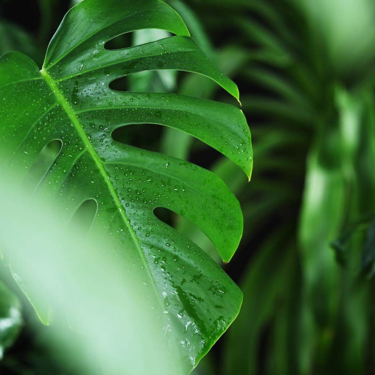 Kiedy i dlaczego Monstera pacze? Co robi? - e-ogrody - Roliny doniczkowe