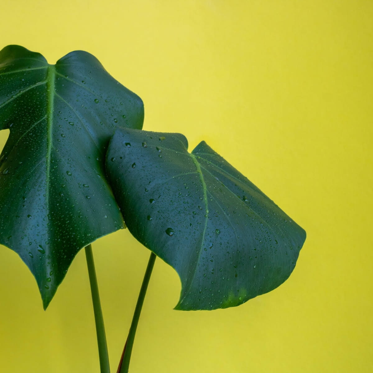 Dlaczego monstera nie ma dziur? - e-ogrody - Roliny doniczkowe