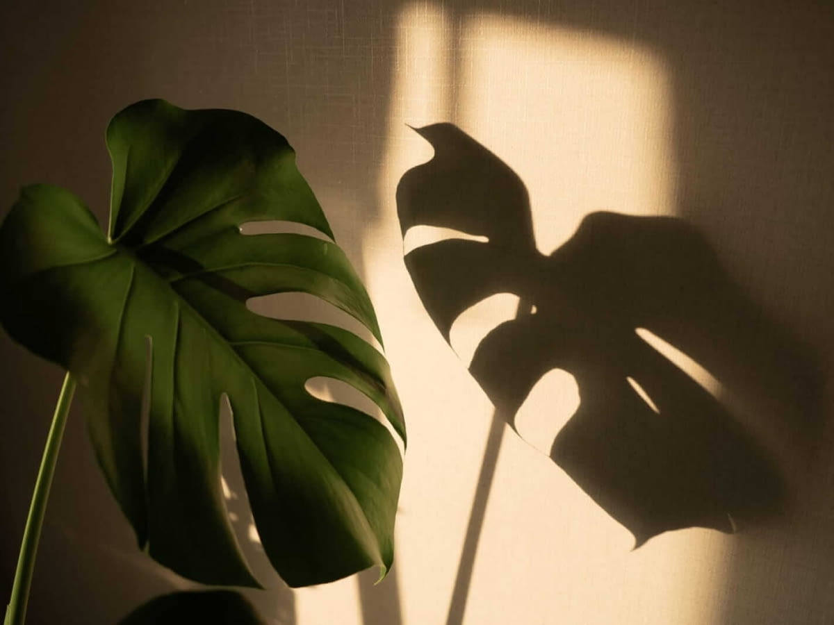 Czy monstera lubi soce? Gdzie j postawi? Stanowisko dla Monstery -  e-ogrody - Roliny doniczkowe