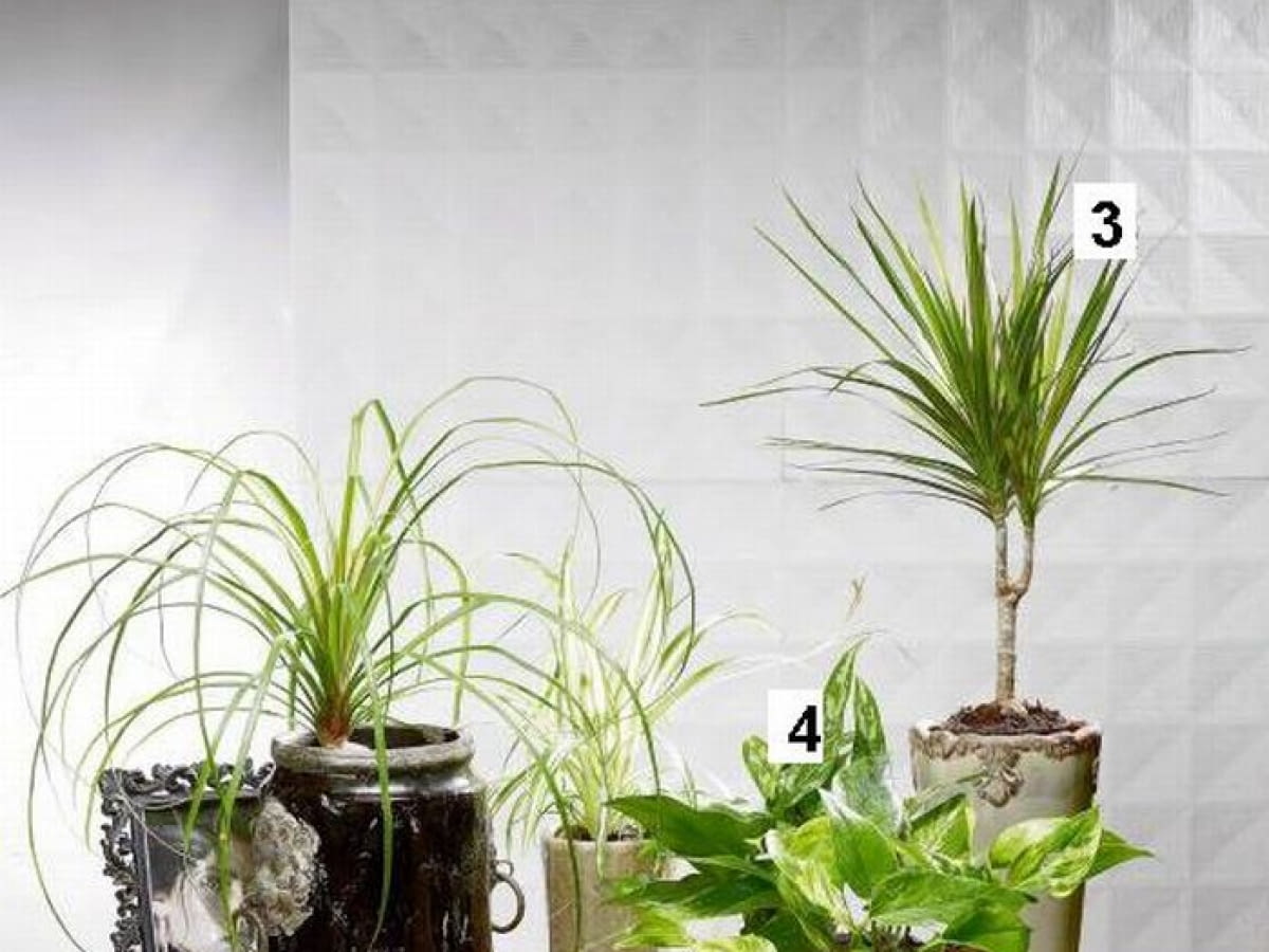 goldfruchtpalme dypsis lutescens katze Große tierfreundliche Goldfruchtpalme – Green Me Up main image 0