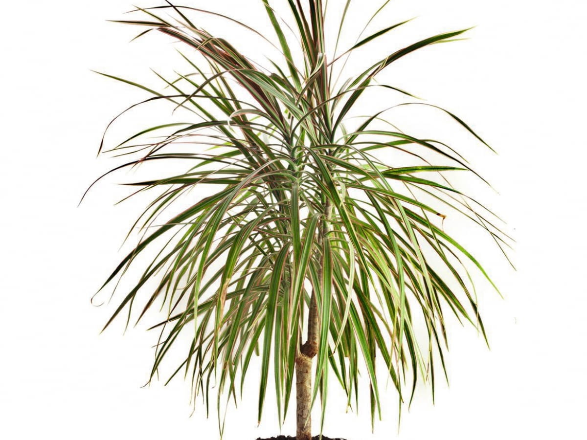 Jak uratowa dracen? Zmarznita, uschnita, przelana dracena - e-ogrody -  Roliny doniczkowe