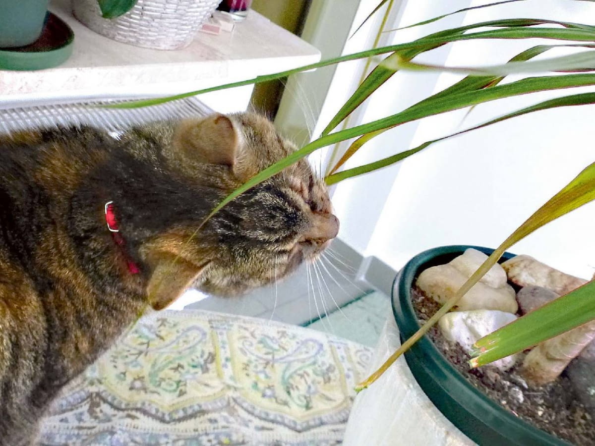 Dracena a kot - e-ogrody - Porady