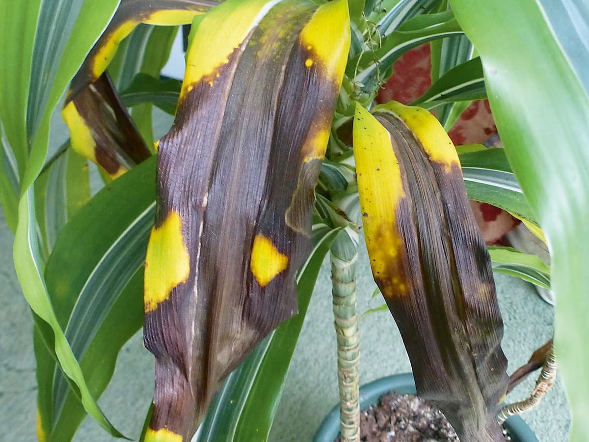 aldi glücksfeder Glücksfeder kaufen | Zamioculcas main image 0