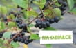 Aronia czarna