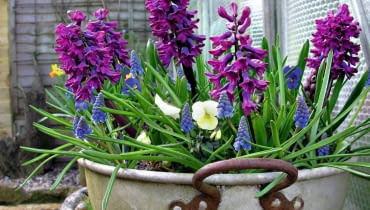 ROŚLINY BALKONOWE. Hiacynty, szafirki i bratki rozweselają szary wczesnowiosenny balkon. ROŚLINY BALKONOWE. Hiacynty, szafirki i bratki rozweselają szary wczesnowiosenny balkon.