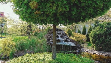 'GLOBOSUM' - odmiana do małych ogrodów, bywa szczepiona na różnych wysokościach.