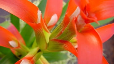 Guzmania zbliżenie kwiatostanu. W kątach pomarańczowych podkwiatków widać drobne kwiaty właściwe. guzmania